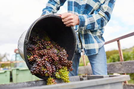 Harvest worker pours grapes from a bucket while picking grapes
