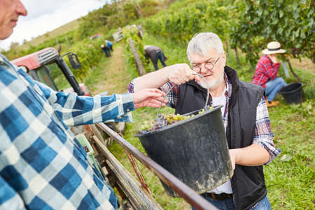 Two men harvesting grapes in the vineyard in autumn