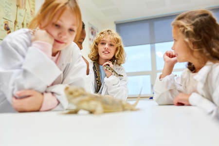 Children as elementary school students research about Iguanas in the biology labの写真素材