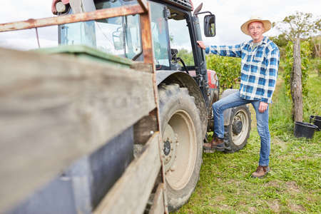 Man as harvesting assistant on the tractor transporting the grapes in the vineyardの写真素材