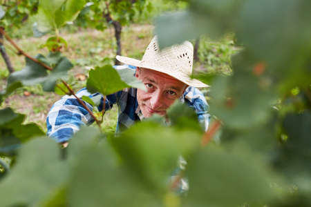 Winegrowers or harvest helpers with manual grape harvesting on the vine