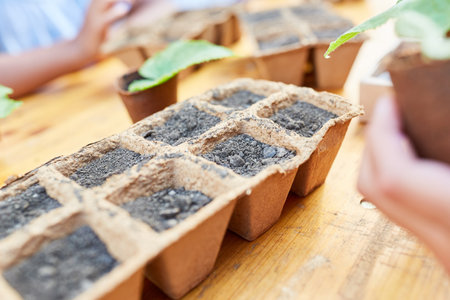 Seed box with seeds and seedlings in the nature conservation and biology course in the summer campの写真素材
