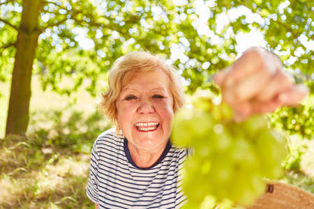 Laughing senior woman with fresh grapes during a summer picnic in the parkの写真素材