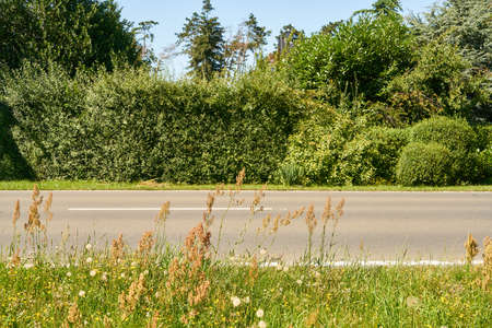 Straight two-lane country road in nature in summerの写真素材