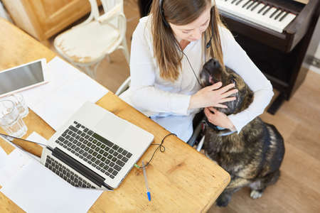 Paralyzed business woman in a wheelchair at the laptop computer in the home office paws her assistance dogの写真素材
