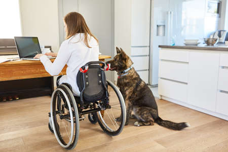 Woman in a wheelchair at the laptop PC with assistance dog to support business inclusion