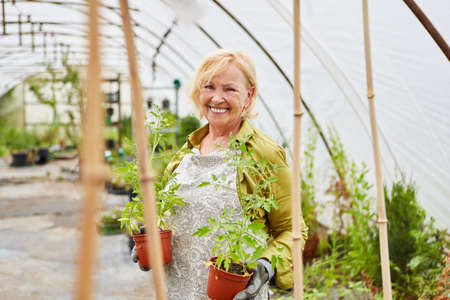 Gardener as the happy boss of the nursery with plant breeding in the greenhouseの写真素材