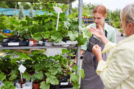 Florist as a saleswoman and customer in the garden center talk about the range of flowersの写真素材