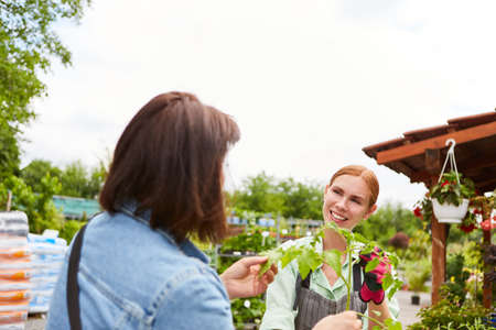 Young florist in the garden center gives the customer a recommendation when buying flowersの写真素材