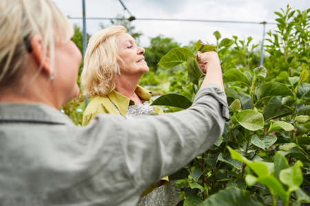 Gardener team controls plant quality and growth in the nursery plantationの写真素材