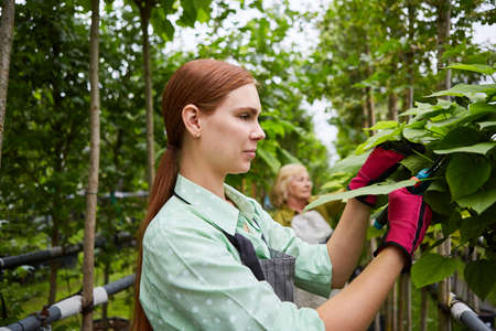 Young woman as a gardener trainee pruning in the tree nursery in the garden center