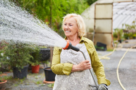 Senior woman as a gardener watering flowers in the garden center or in the nurseryの写真素材