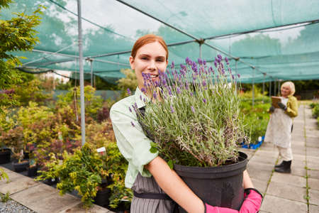 Young woman as a gardener trainee with lavender plants in the greenhouse of the nurseryの写真素材