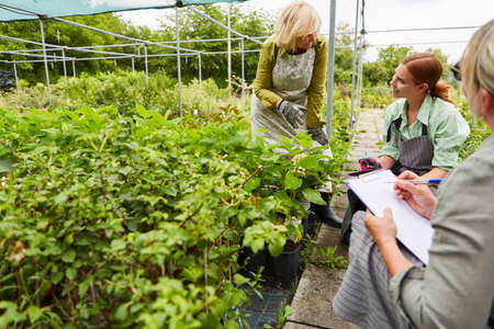 Gardener team with checklist controls growth of plants in the garden centerの写真素材