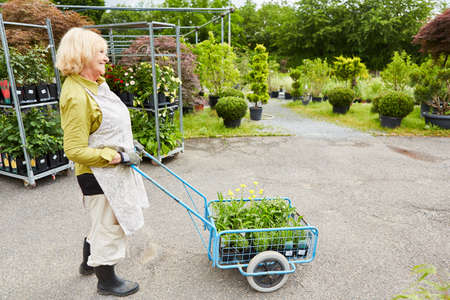 Elderly gardener transports flowers in a handcart to the horticultural companyの写真素材