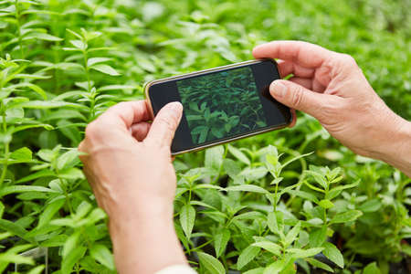 Gardener takes photos of flowers for the flower trade online with his smartphoneの写真素材