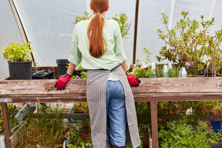 Gardener trainee at work caring for plants in the greenhouse of a nurseryの写真素材