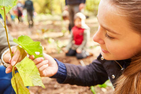 Girl volunteers to plant trees when reforesting in the forest for climate protectionの写真素材
