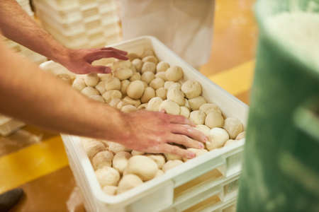 Baker's hands pack many small buns in a box in preparation for bakingの写真素材