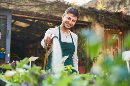 Young man as gardener watering lettuce leaves in nursery organic vegetable gardenの写真素材