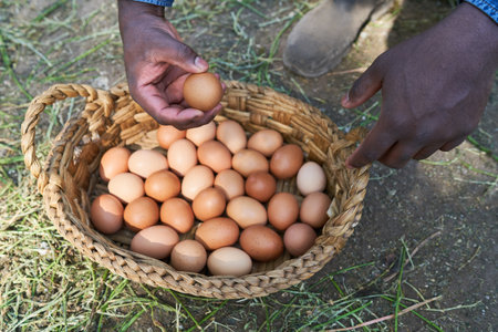 Cropped image of male farmer holding brown eggs over wicker basket at poultry farm
