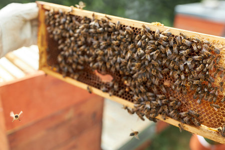 Close-up of honey bees swarming on honeycomb frame at beehive in apiary garden