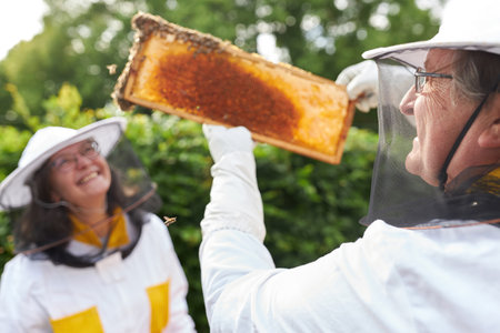 Senior apiculturist couple analyzing honeycomb frame at apiary garden