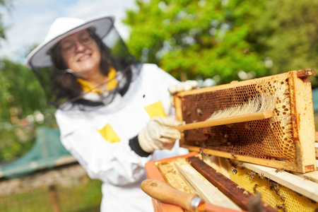 Smiling senior female apiculturist using brush on honeycomb frame at apiary gardenの写真素材