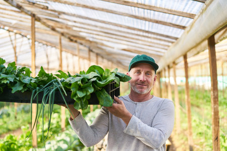 Portrait of mature male farmer carrying fresh harvested vegetables in crate at farmの写真素材