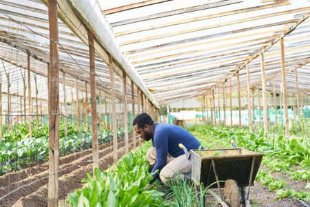 Side view of young male farmer harvesting crops while working in organic farmの写真素材