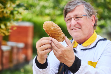 Smiling male apiarist analyzing honeycomb at apiary garden in summerの写真素材