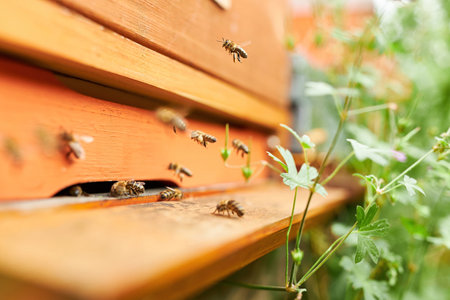 Honey bees at wooden beehive entrance by plants