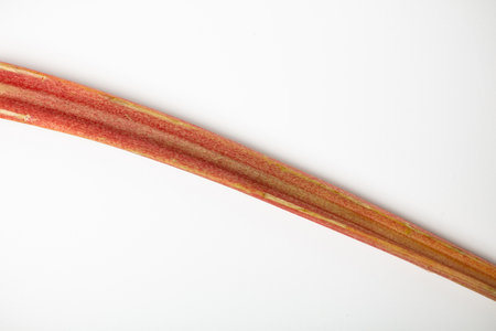 A fresh stalk of rhubarb minimalist isolated on a white background