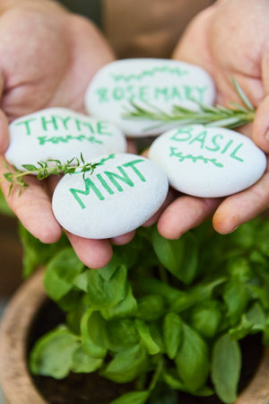 Hands holding white rocks with names of thyme, mint, rosemary, and basil written on them, with herbs growing in the background.の写真素材