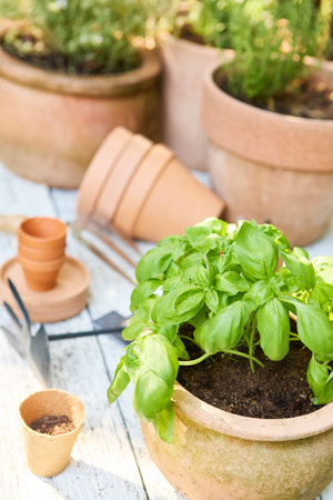Basil and various herbs planted in terracotta pots, alongside small gardening tools, showing a gardening scene on a wooden surface.の写真素材