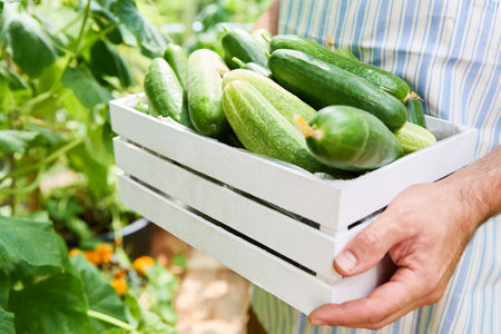 Close-up of gardener holding white crate filled with freshly picked cucumbers in a lush vegetable garden on a sunny day.の写真素材