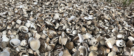 Wide view of numerous seashells spread across a sandy beach, evoking oceanic serenity and natural...