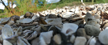 A panoramic close-up of seashells scattered along a beach, set against a natural landscape with...