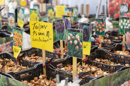 BERLIN, GERMANY, January 16th 2026: Photo of Display of tulip bulbs in black plastic crates with price signs at the Internationale GrÃ¼ne Woche trade fair in Berlin Germany A variety of tulip bulbs for sale at the fair.のeditorial素材