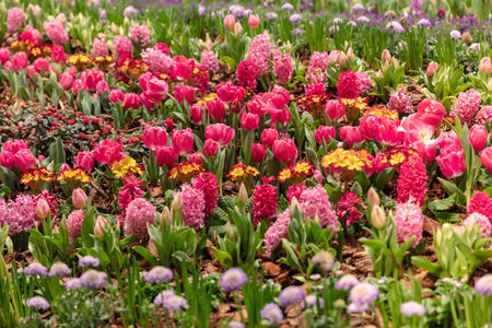 A colorful flowerbed is filled with tulips hyacinths primroses and other spring flowers in full...