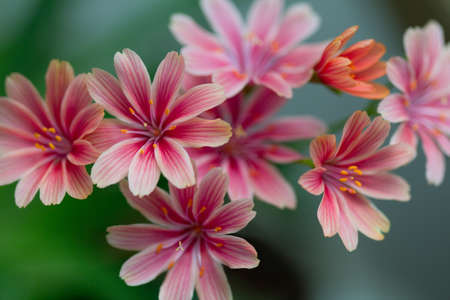 Pink flowers macroの写真素材