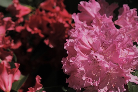 Pink red rhododendronの写真素材