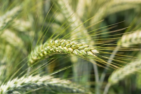 Young green corn in detailの写真素材