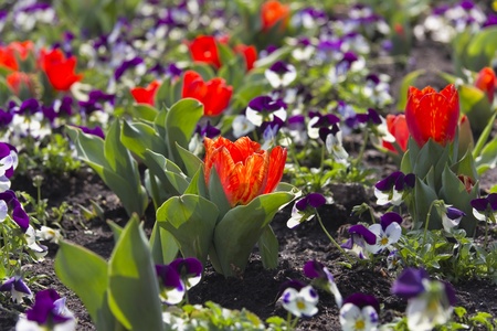 Flower in spring
