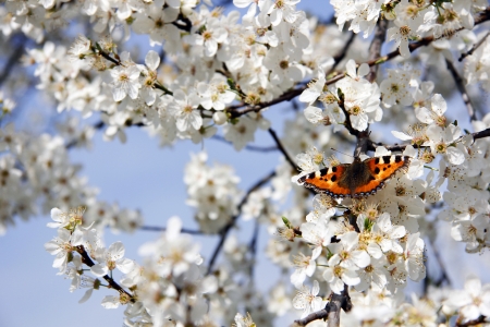 Butterfly on Cherry Blossomの写真素材
