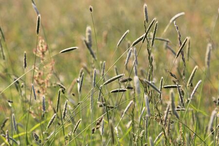Wiesenblick background
