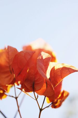 Soft leaves backgroundの写真素材