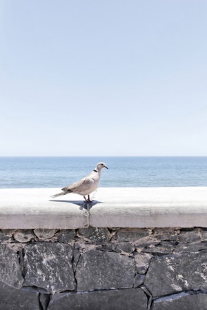 White dove on the beachの写真素材