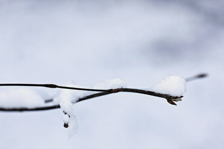 Snow on branch 2の写真素材