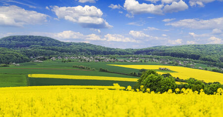 Canola fields landscape in the Rhinelandの写真素材
